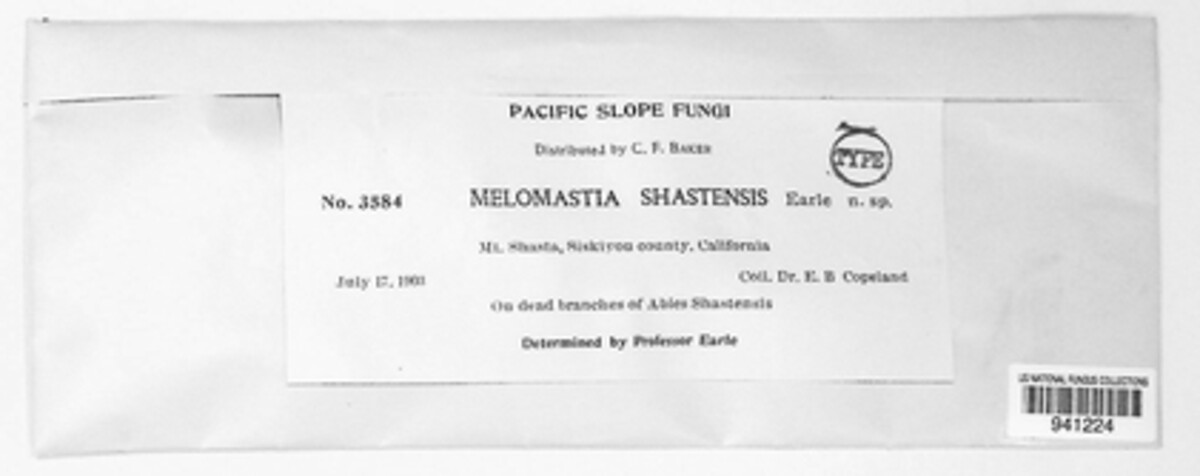 Melomastia shastensis image